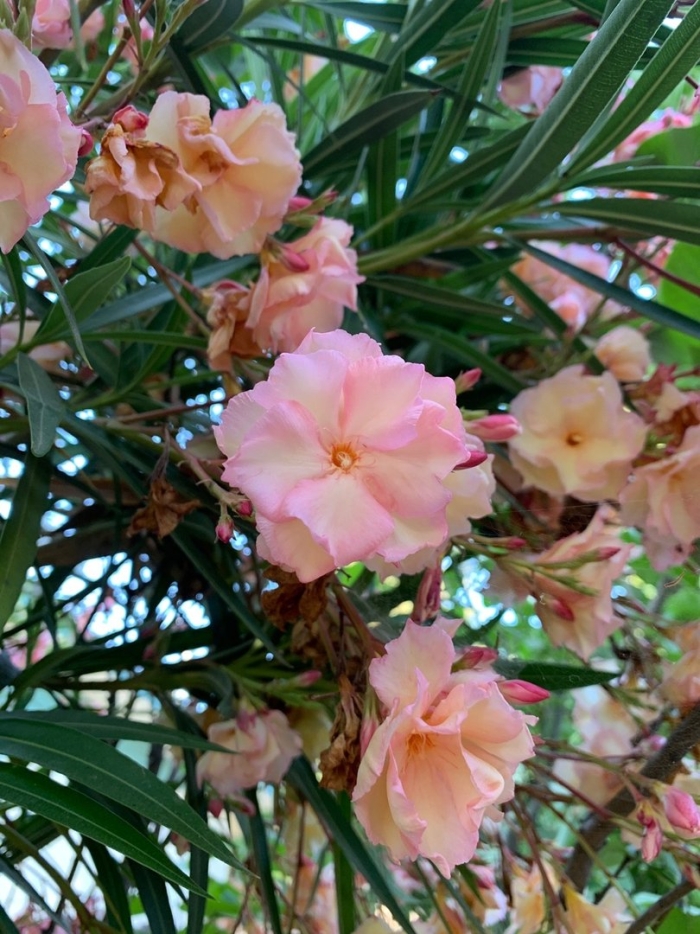 Nerium oleander