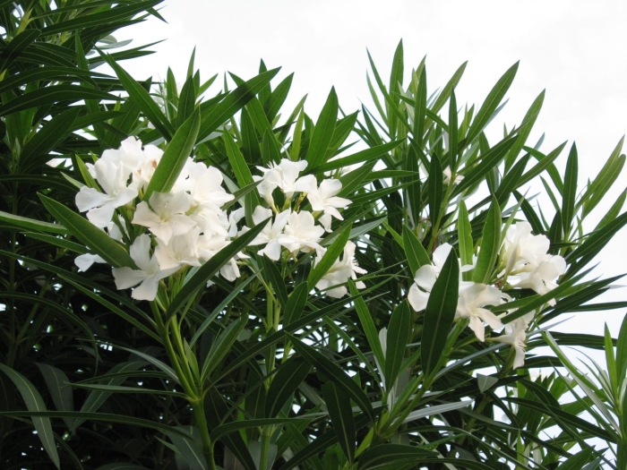 Олеандр белый цветок