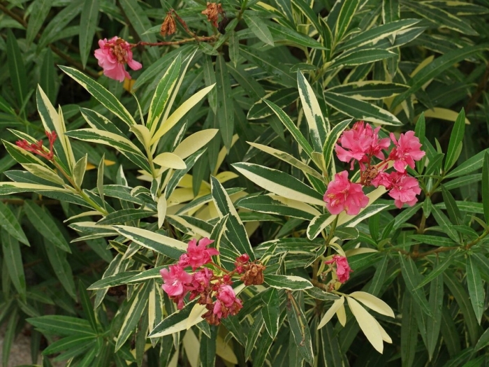 Олеандра variegata