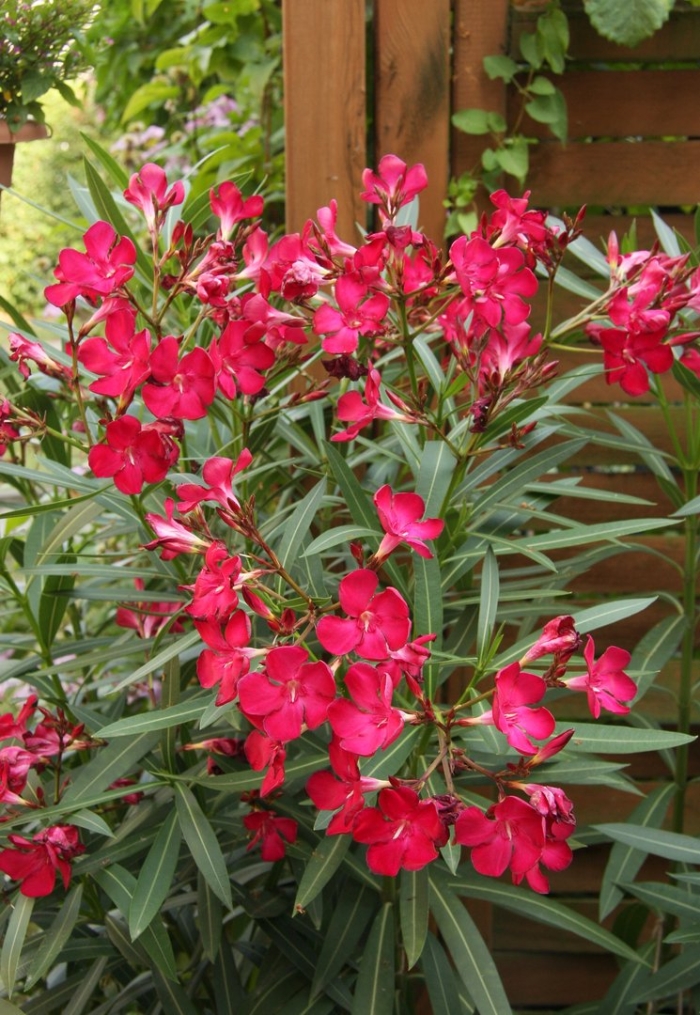 Олеандр кардинал ред