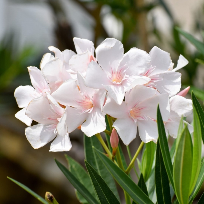 Олеандр априкот квин