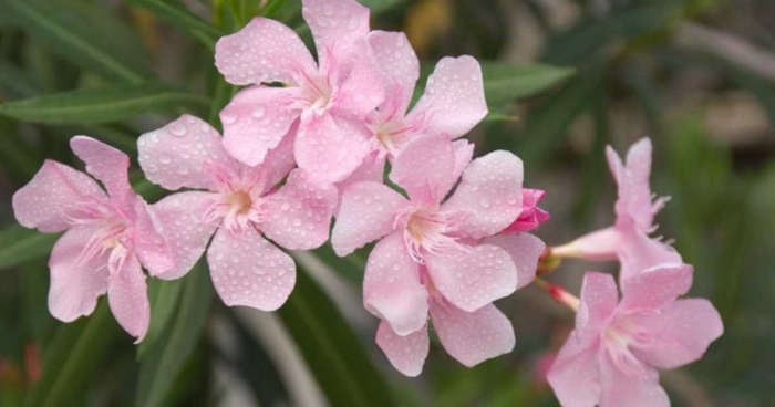 Олеандр розовый