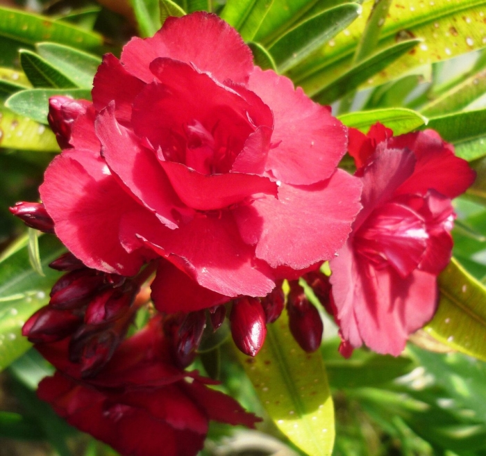 Олеандр rubis