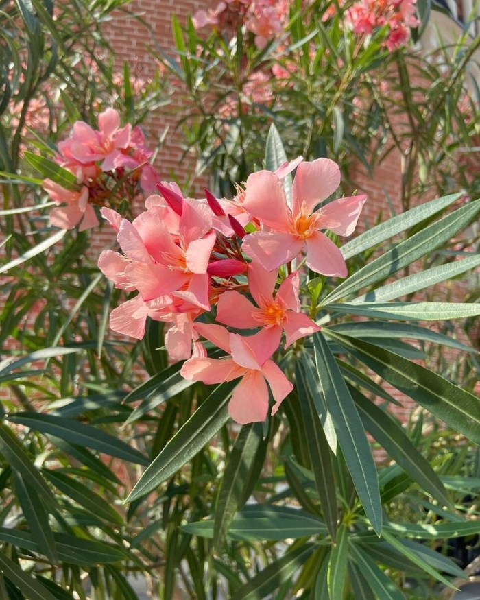 Олеандр растение