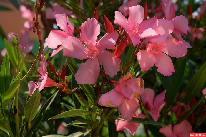 Олеандр куст