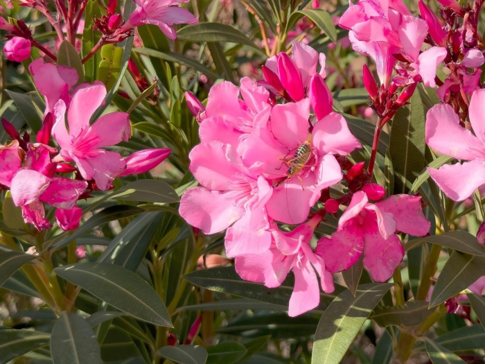 Олеандр южное растение