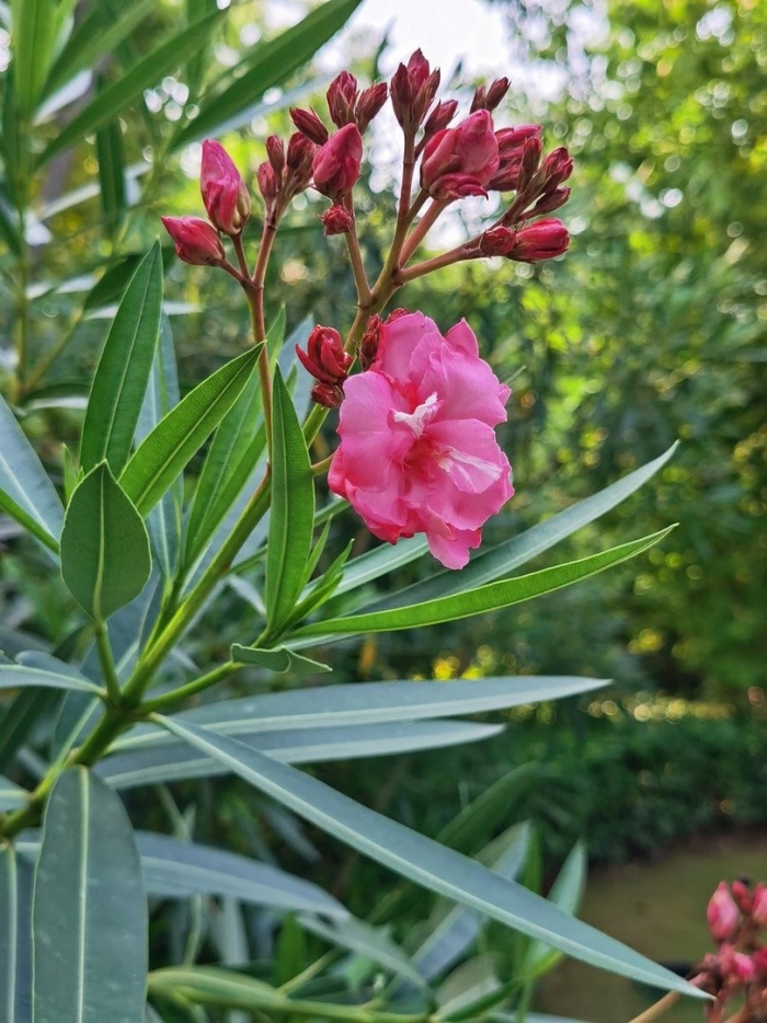 Олеандр дома