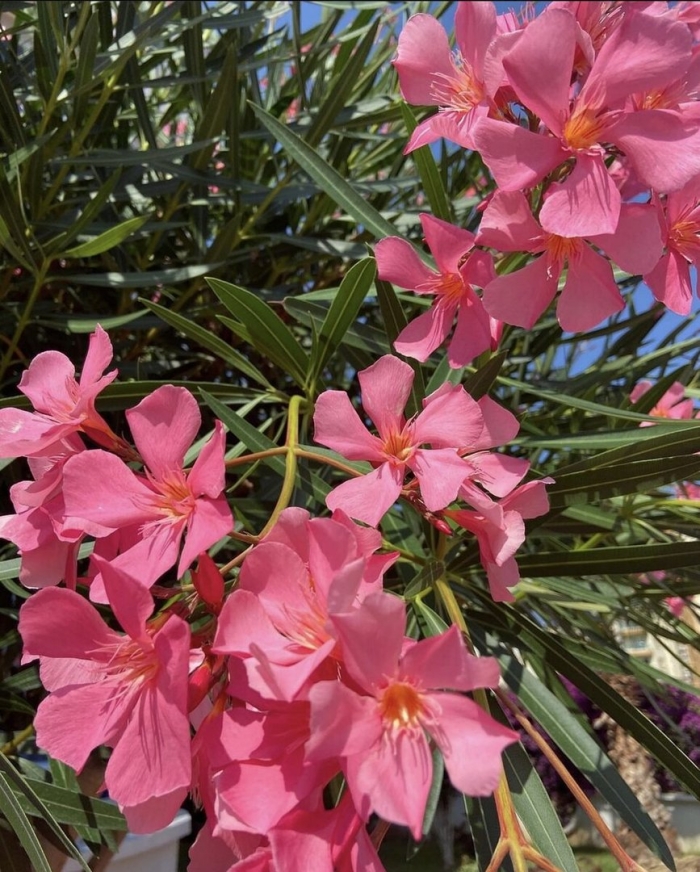 Олеандр куст