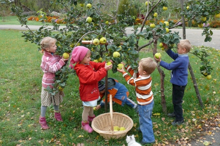 Яблони в саду