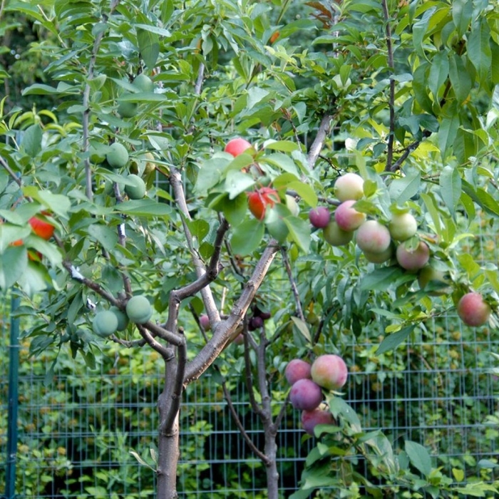 Дерево 40 плодов сэма ван акена