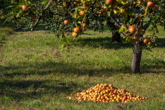 The apple orchard