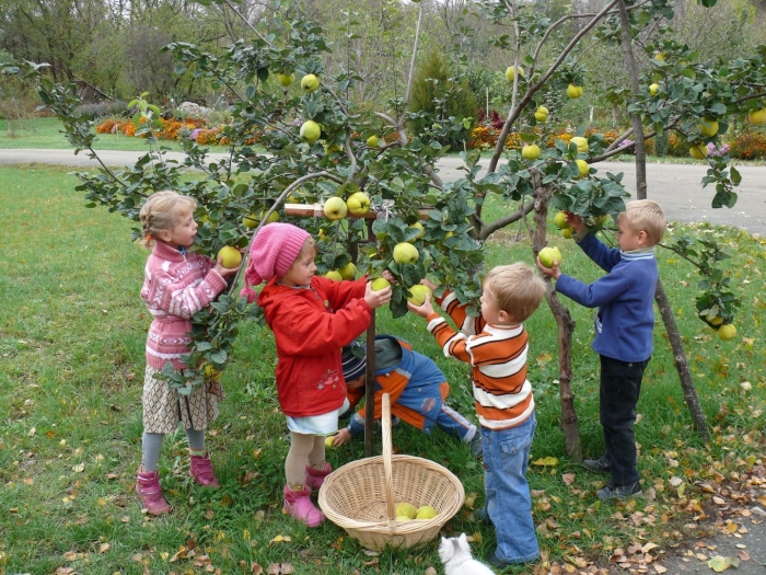Сбор урожая в саду