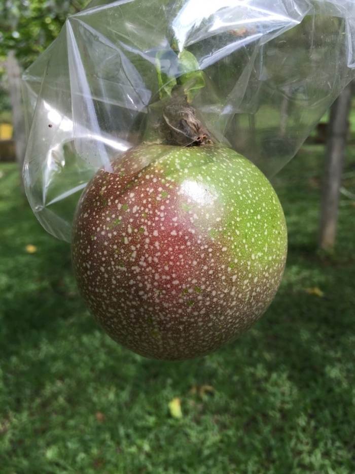 Маракуйя зеленая