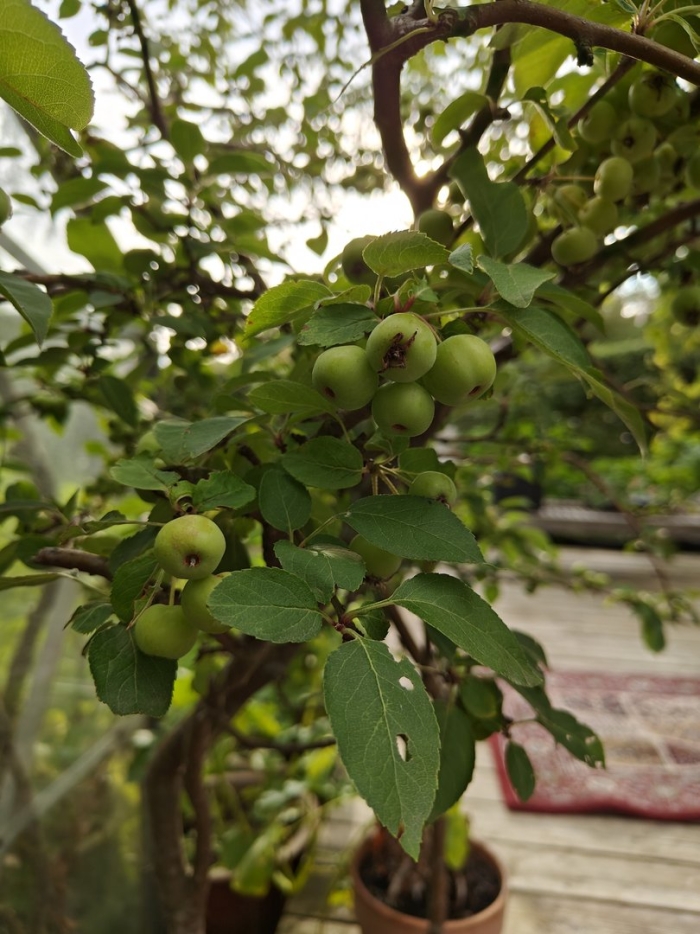 Дикая яблоня сиверса