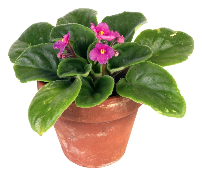 Узамбарская фиалка