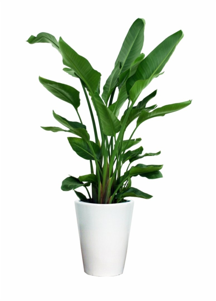 Стрелиция николая цветок