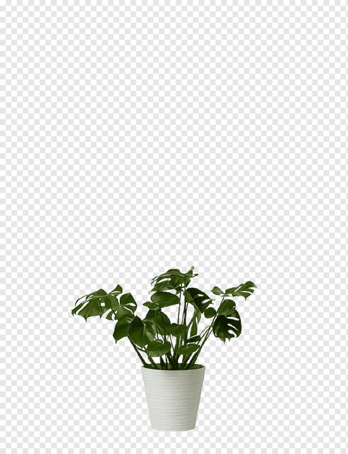Растение в горшке без фона