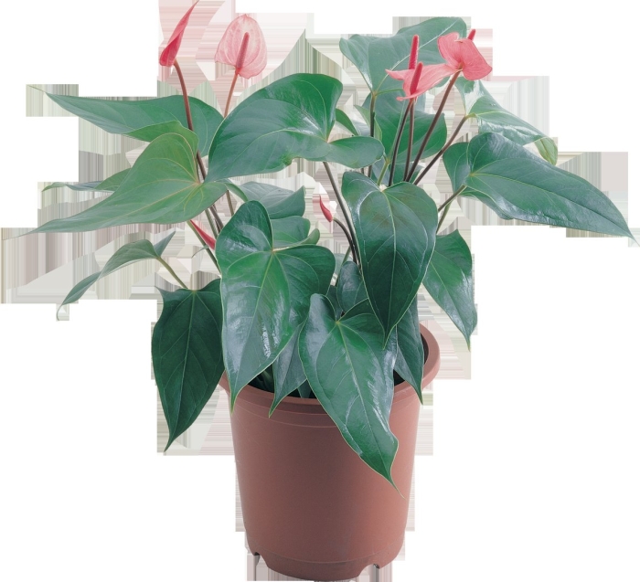 Антуриум цветок мужегон