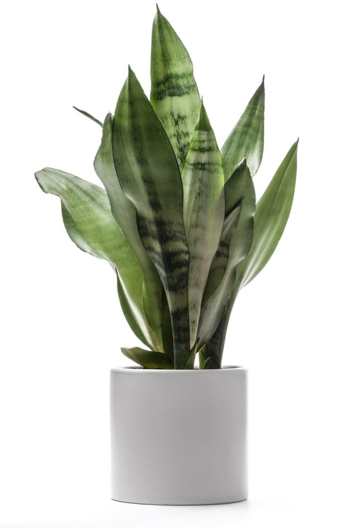 Sansevieria trifasciata