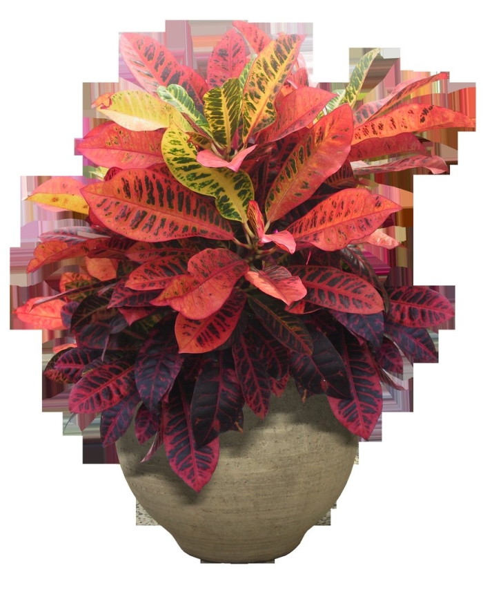 Комнатное растение