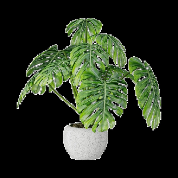 Комнатное растение монстера