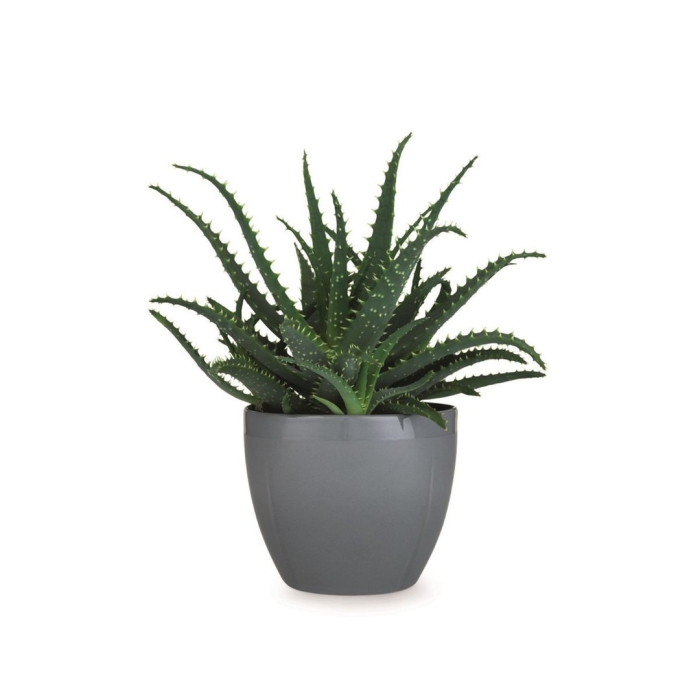 Комнатное растение алоэ