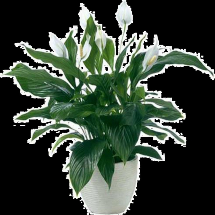 Комнатное растение спатифиллум