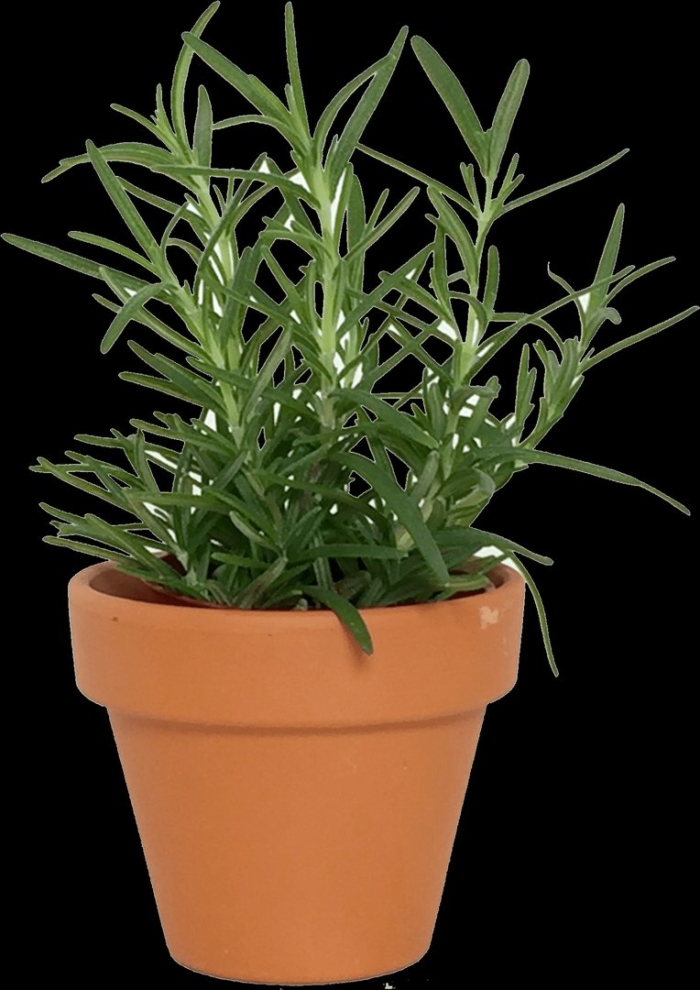 Розмарин в горшке