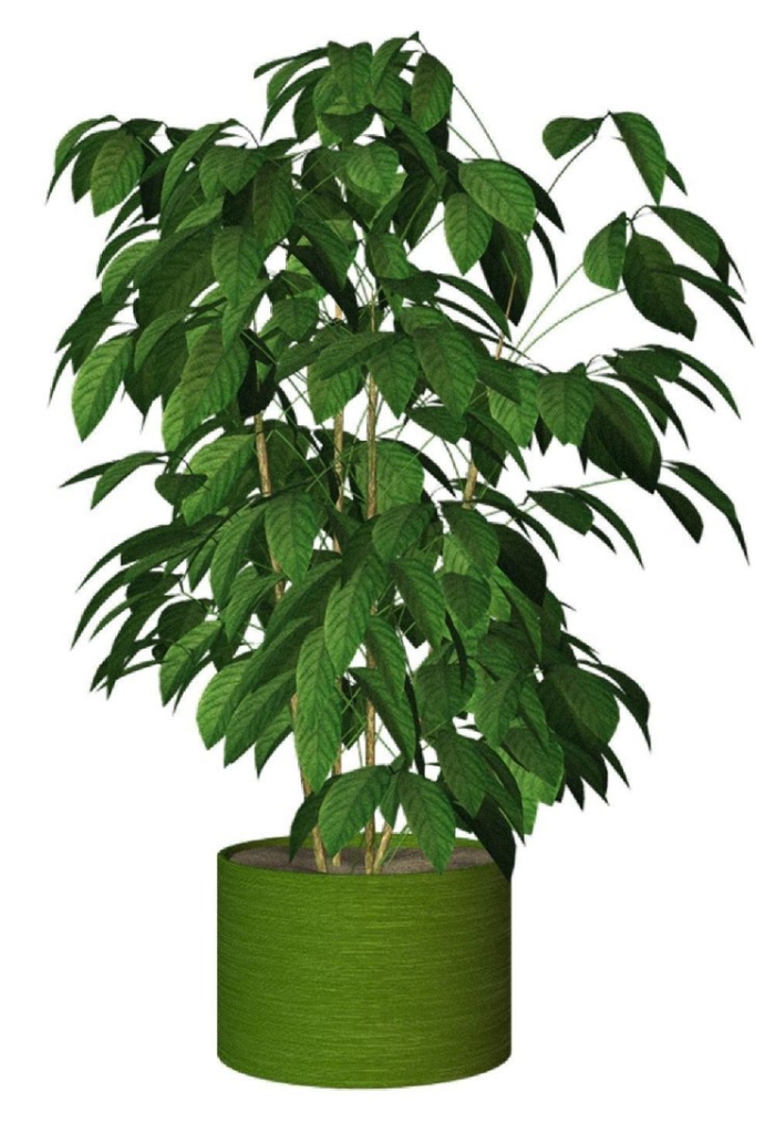 Фикус пальма