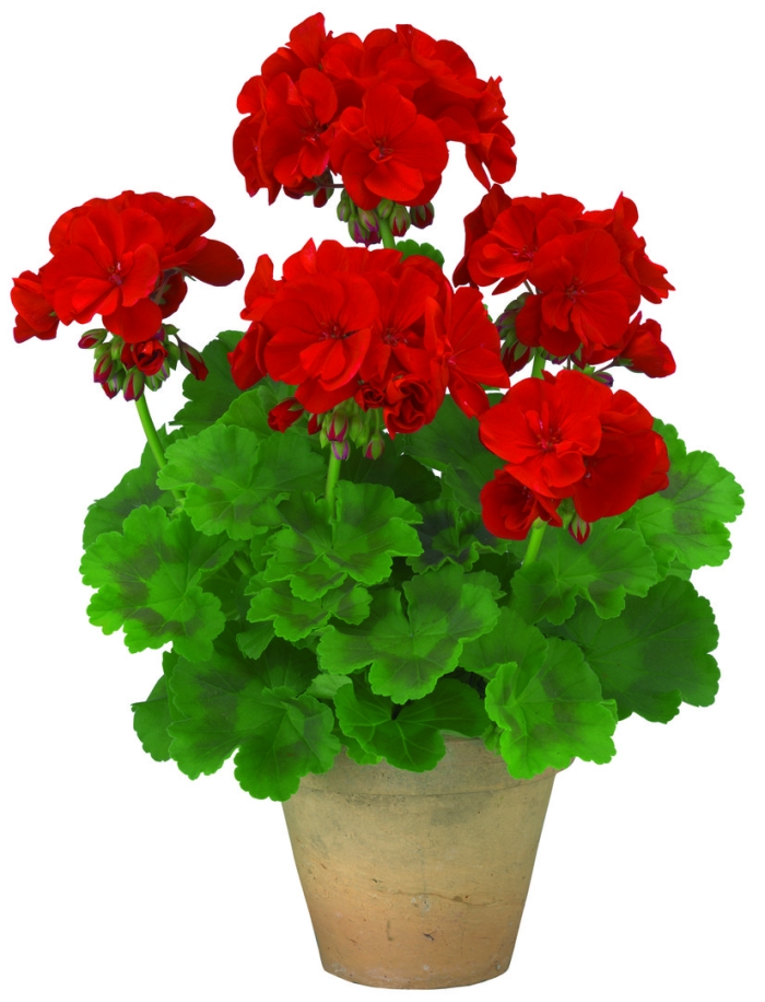 Пеларгония dibbinsdale