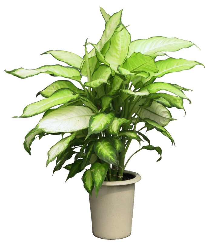 Комнатное растение диффенбахия
