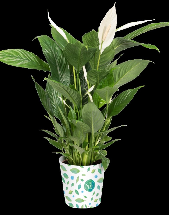 Спатифиллум грин оранж