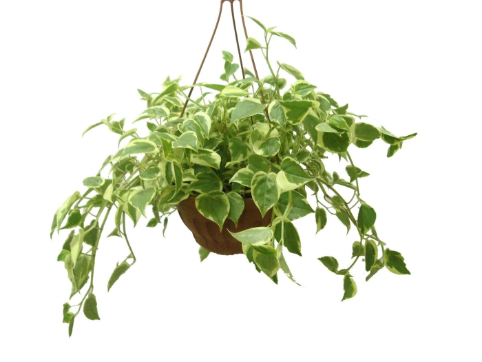 Плющ ампельный