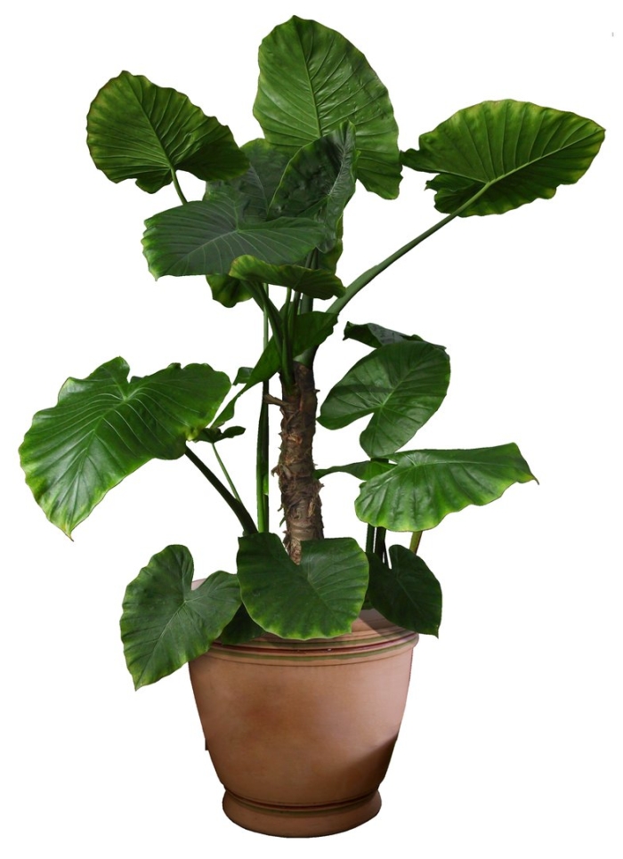 Алоказия калидора искусственная treez collection