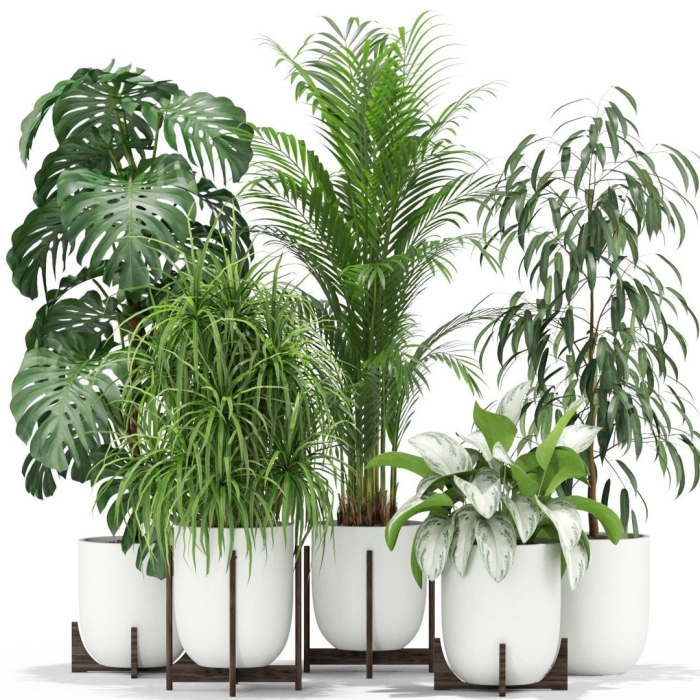 Напольные цветы