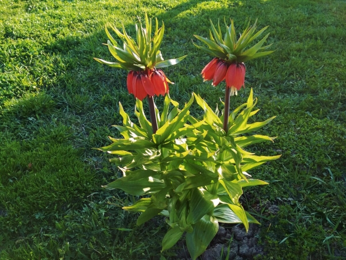 Лилия рябчик императорский