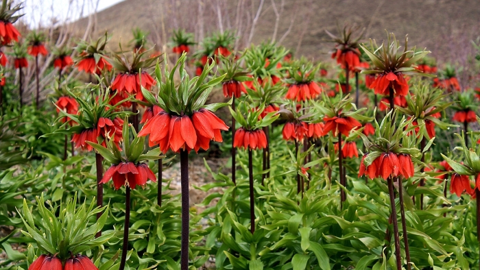 Цветок императорский рябчик