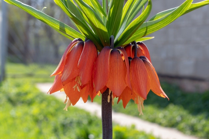 Рябчик императорский фритиллярия