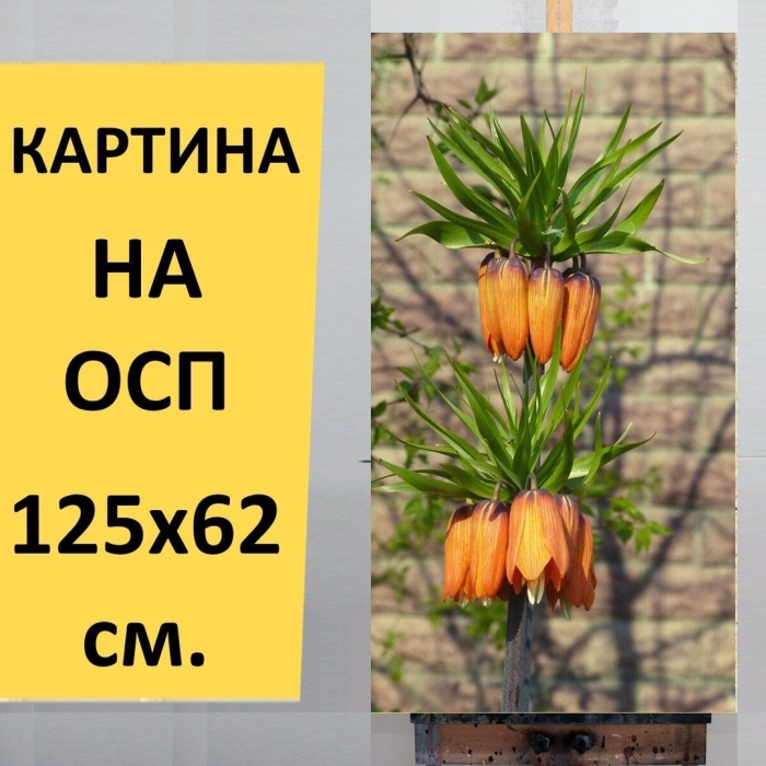 Рябчик императорский фритиллярия