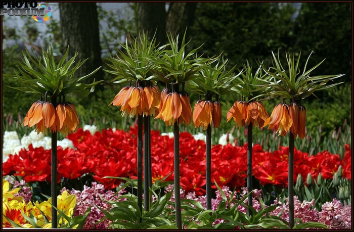 Рябчик императорский цветок