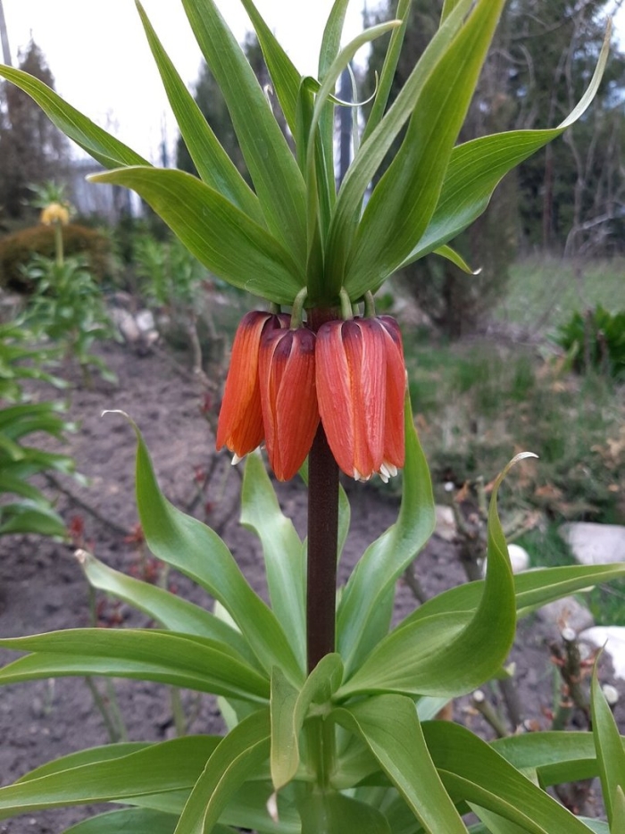 Королевский рябчик