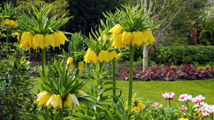 Рябчик императорский лютея