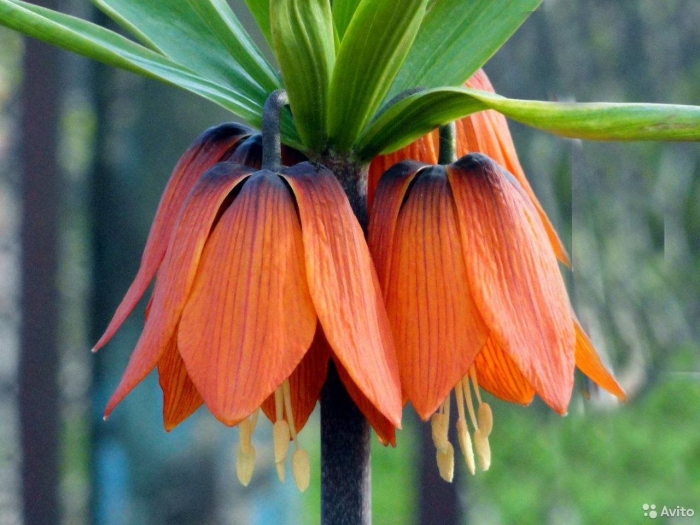 Рябчик императорский рубра