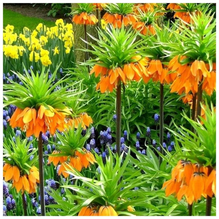 Рябчик императорский рубра