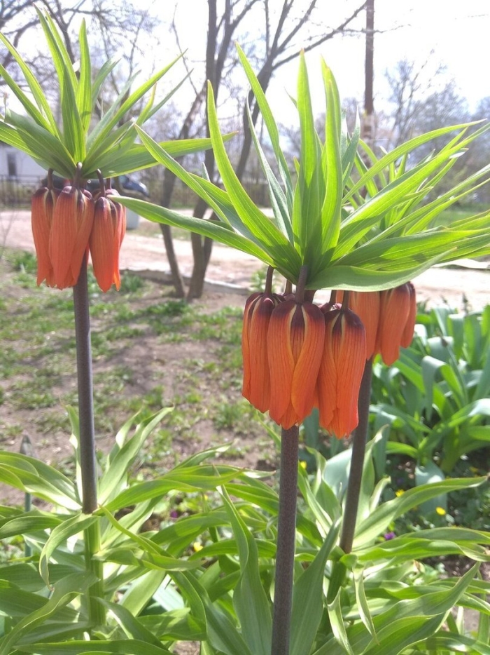 Рябчик царская корона