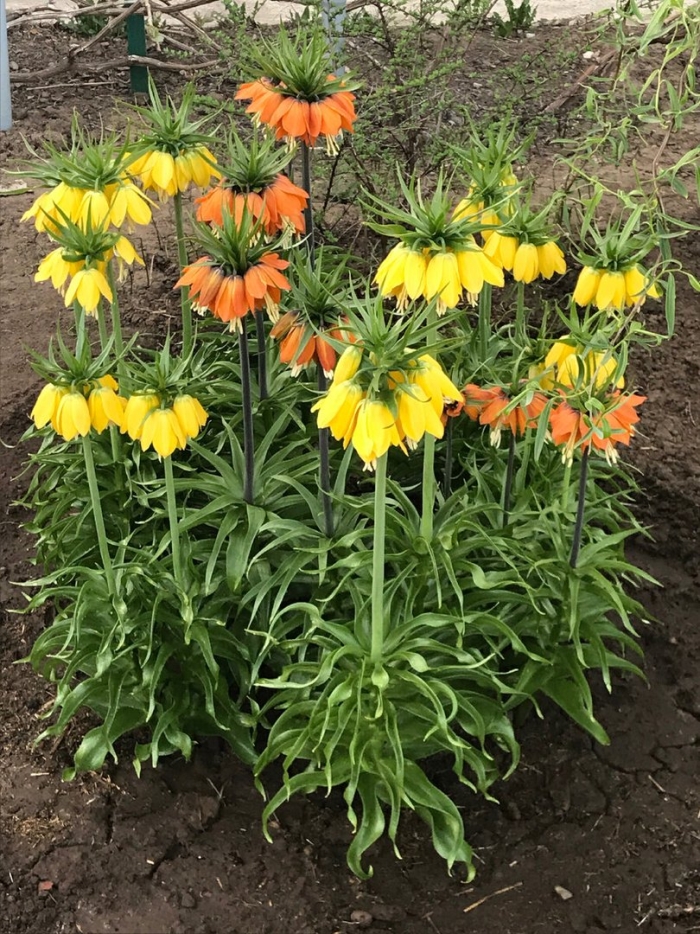 Цветок королевский рябчик