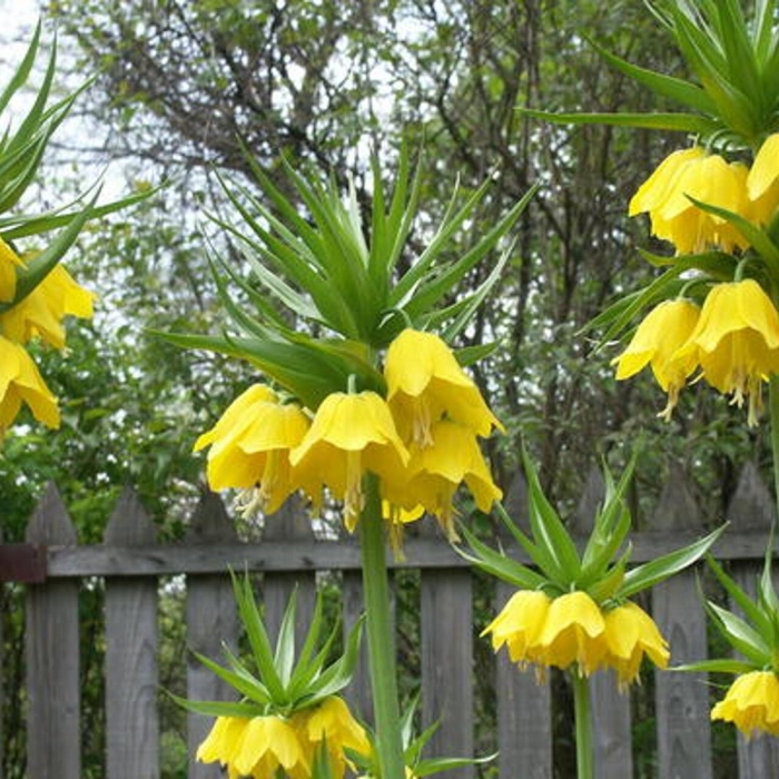 Рябчик императорский лютея