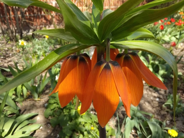 Цветок королевский рябчик