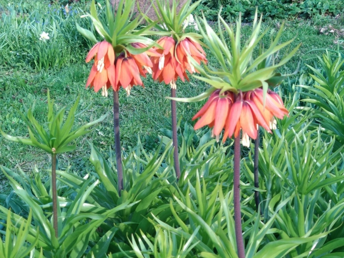 Цветок императорский рябчик