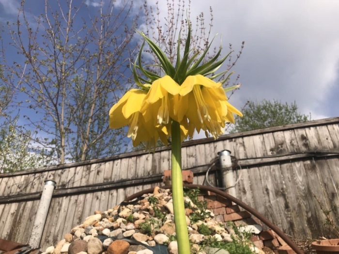 Рябчик императорский цветок